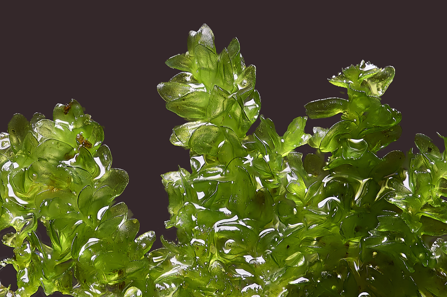 SuffolkFensNsmthii090225-2