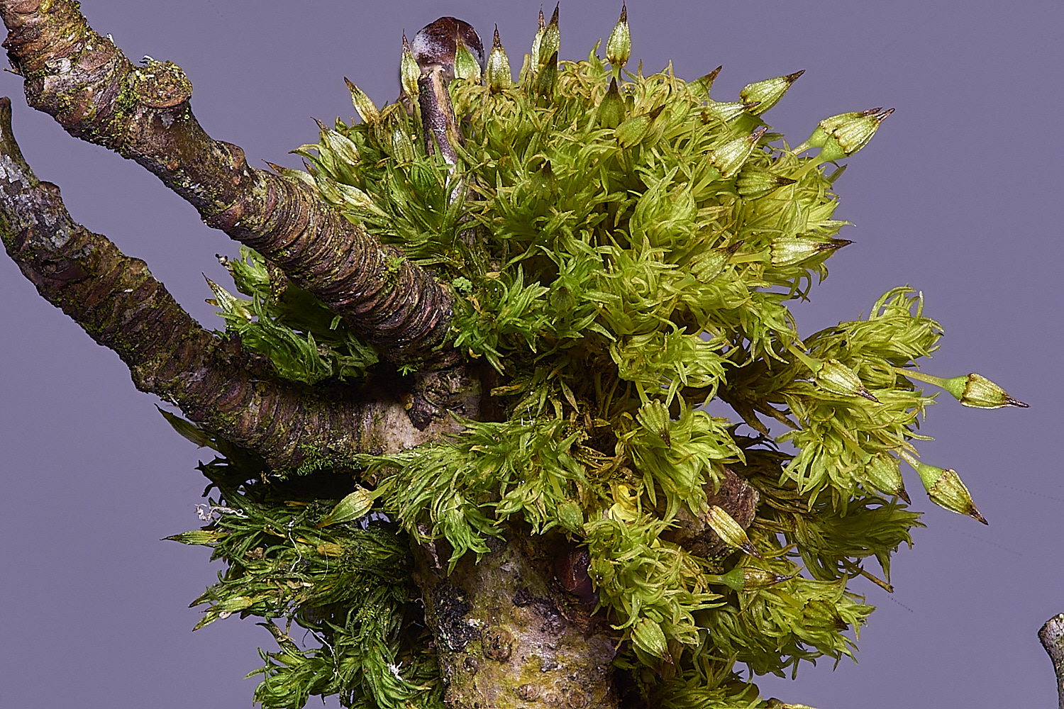 SuffolkFensOpulchellum090225-1