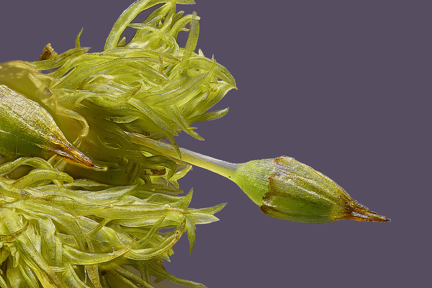 SuffolkFensOpulchellum090225-2