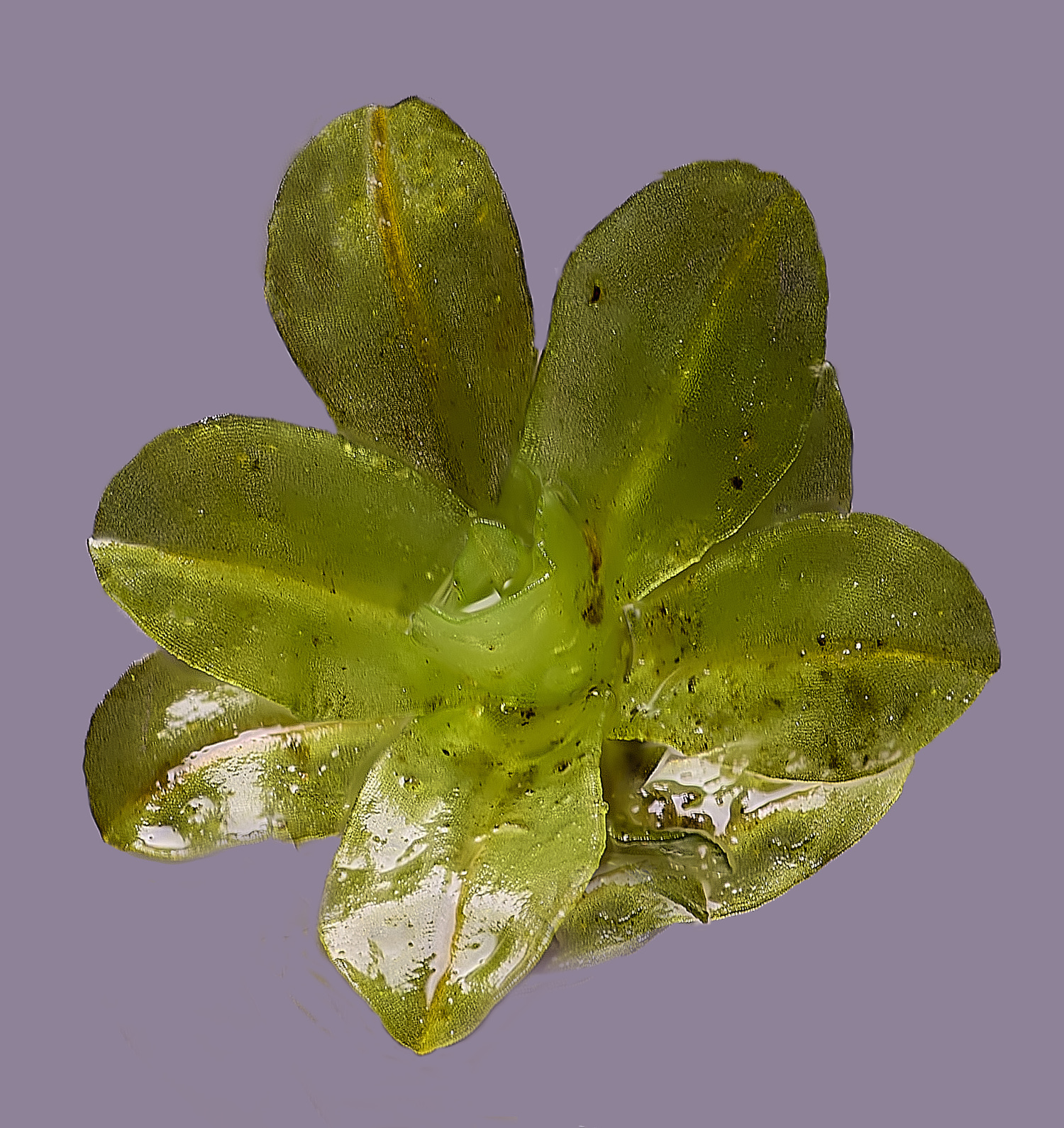 SuffolkFensSlatifolia090225-1