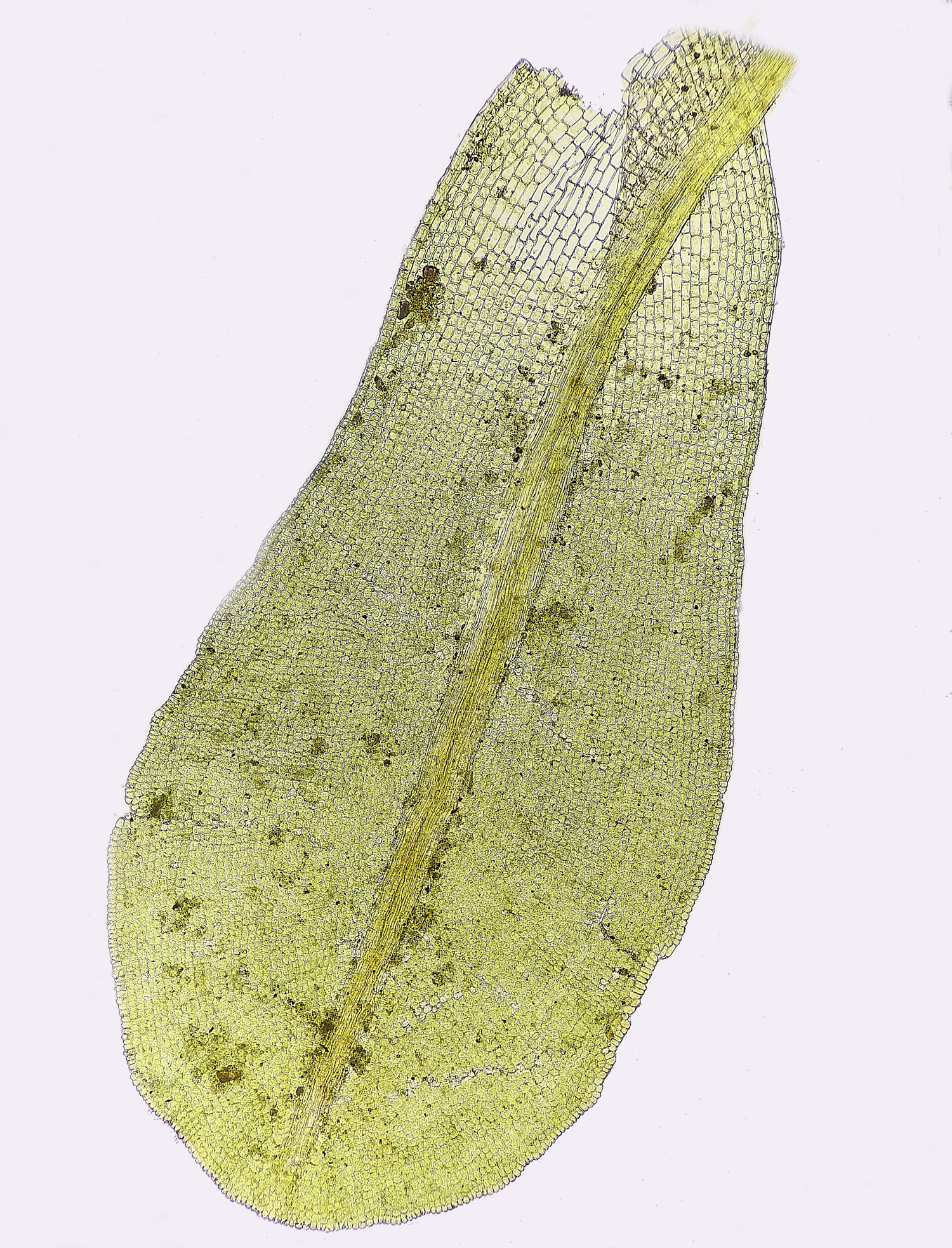 SuffolkFensSlatifolia090225-2