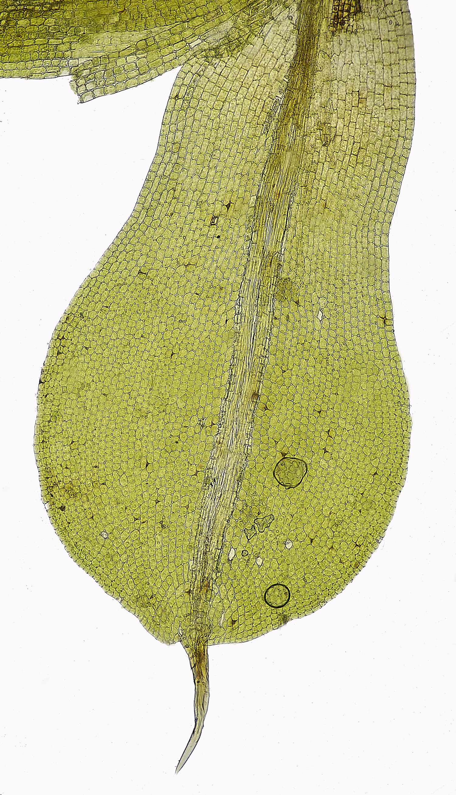 SuffolkFensSpapillosa090225-1