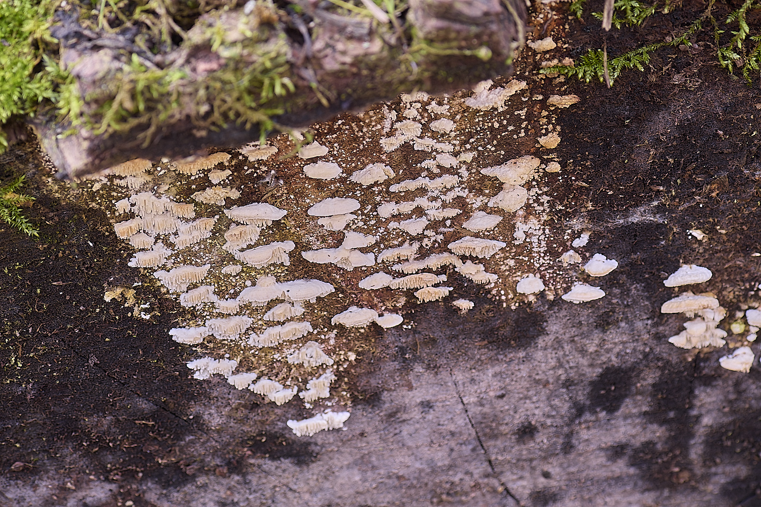 SweetBriarMarshFungus110325-0