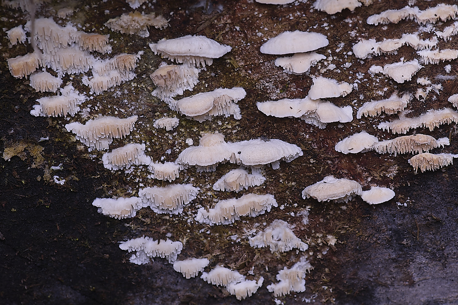 SweetBriarMarshFungus110325-1a
