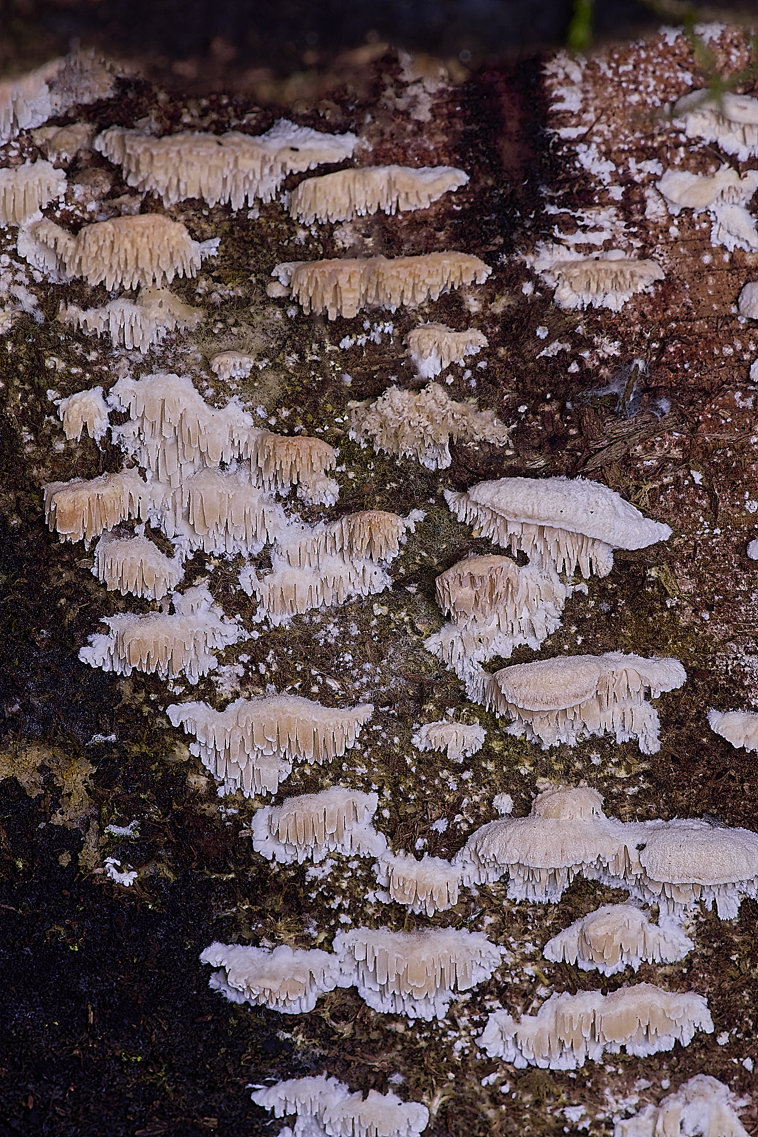 SweetBriarMarshFungus110325-2