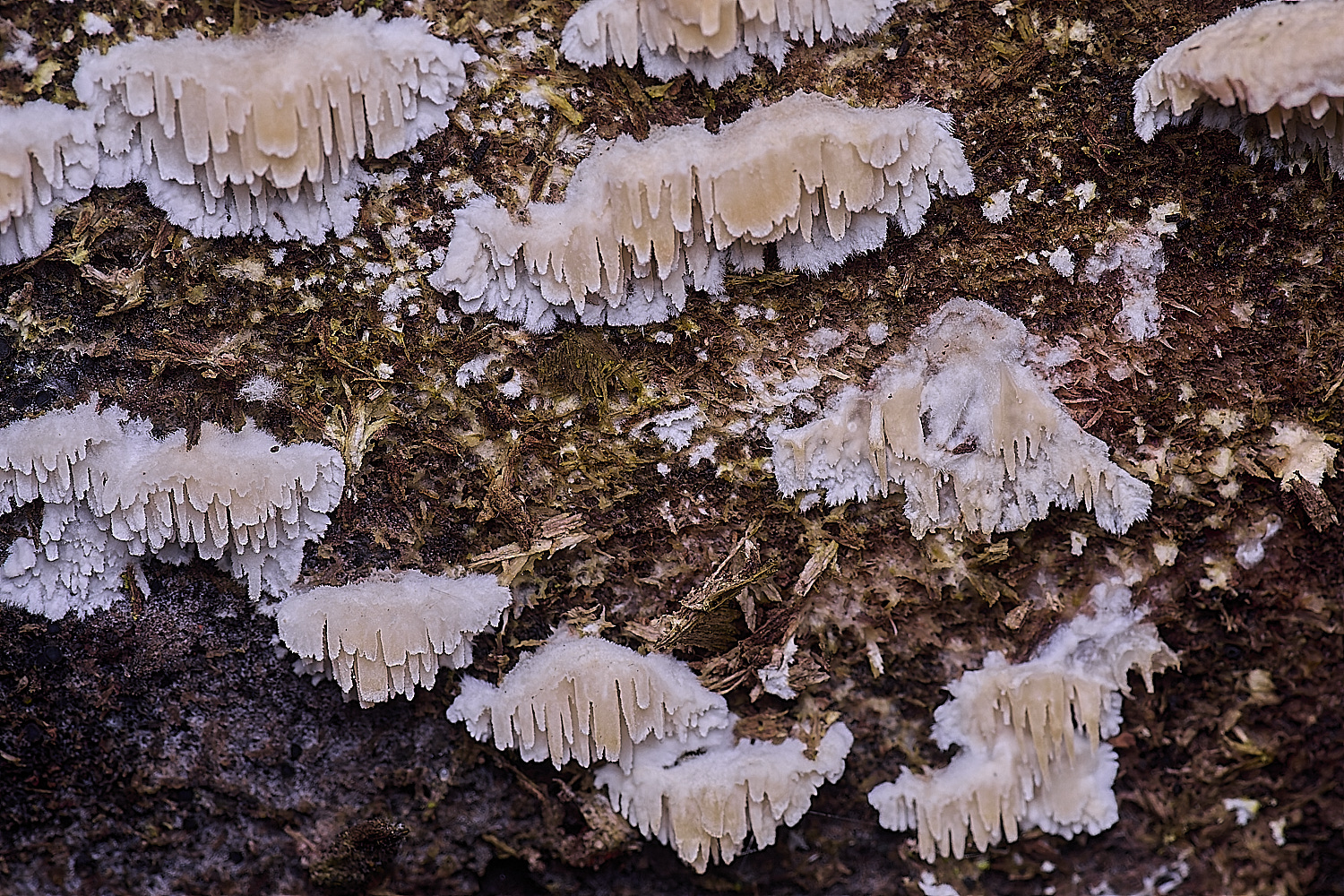 SweetBriarMarshFungus110325-3