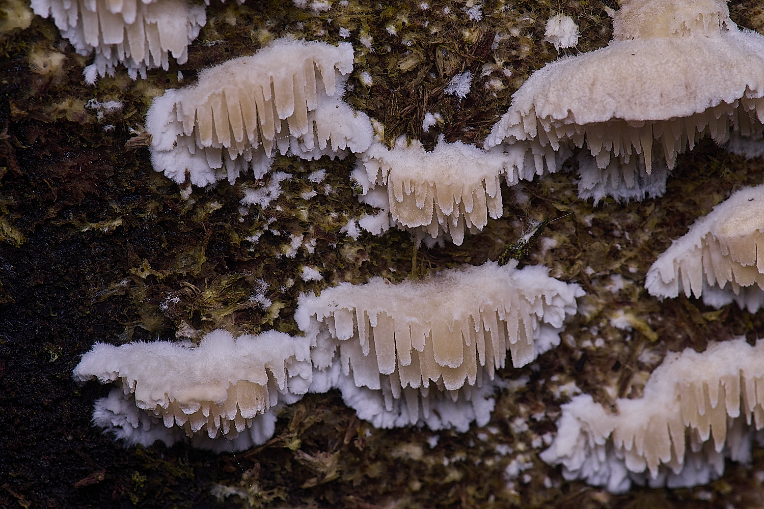 SweetBriarMarshFungus110325-4