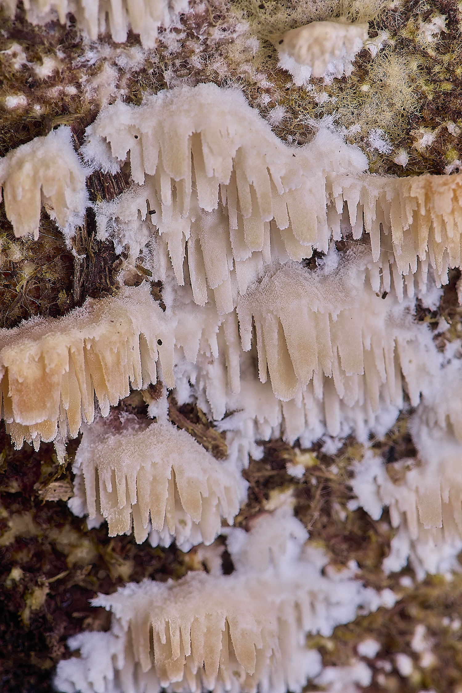 SweetBriarMarshFungus110325-5