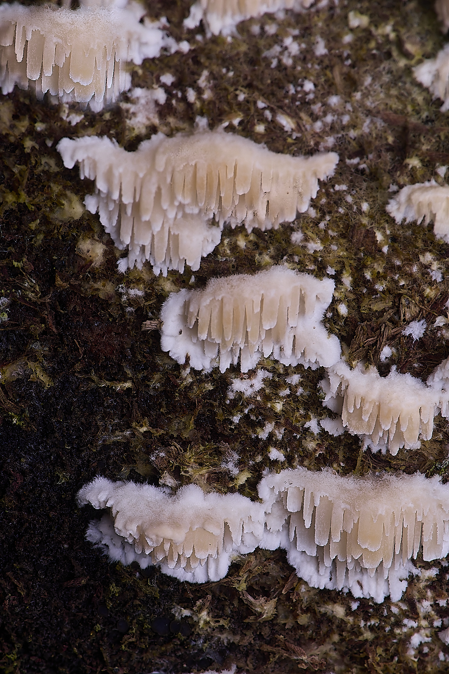 SweetBriarMarshFungus110325-6