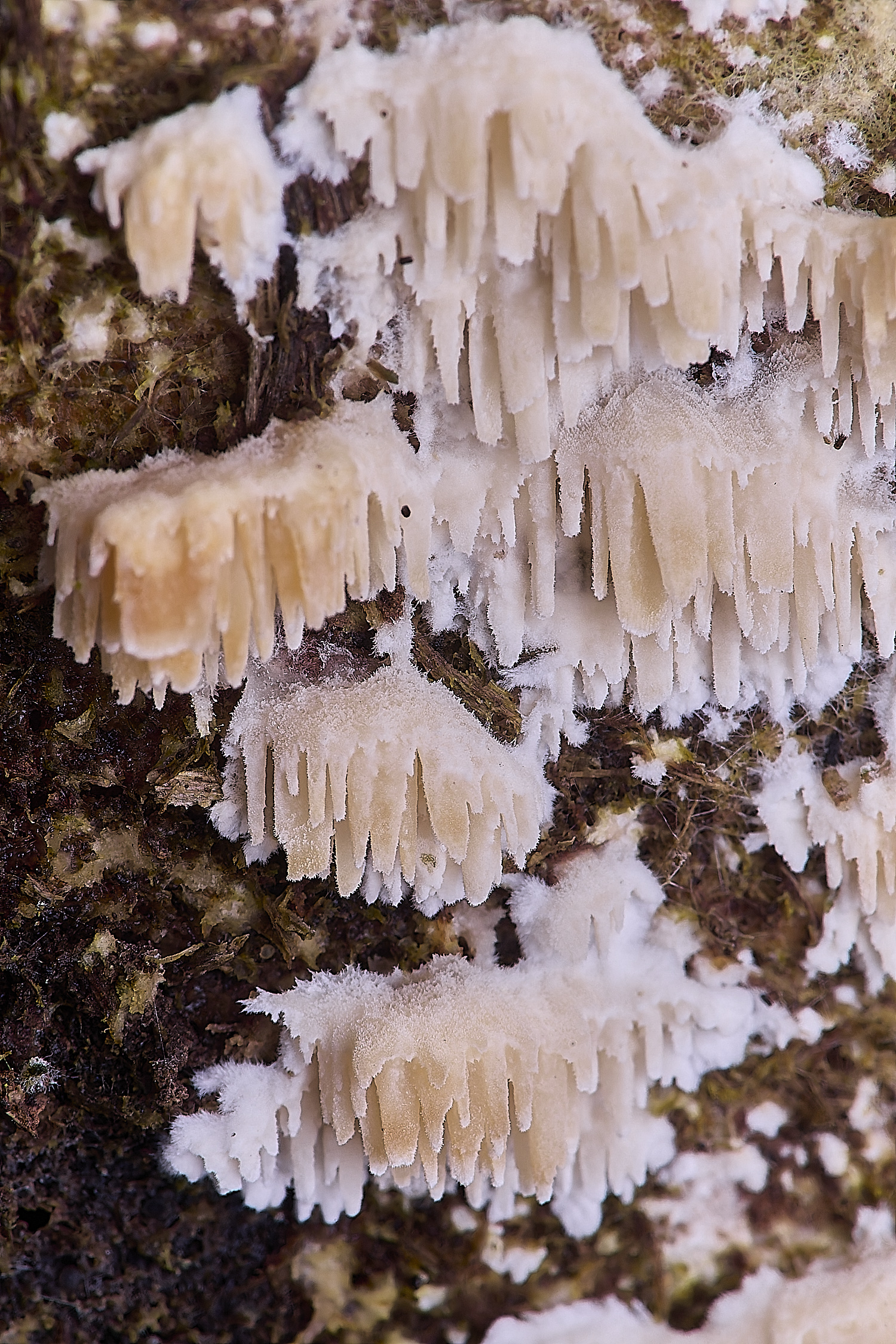 SweetBriarMarshFungus110325-7