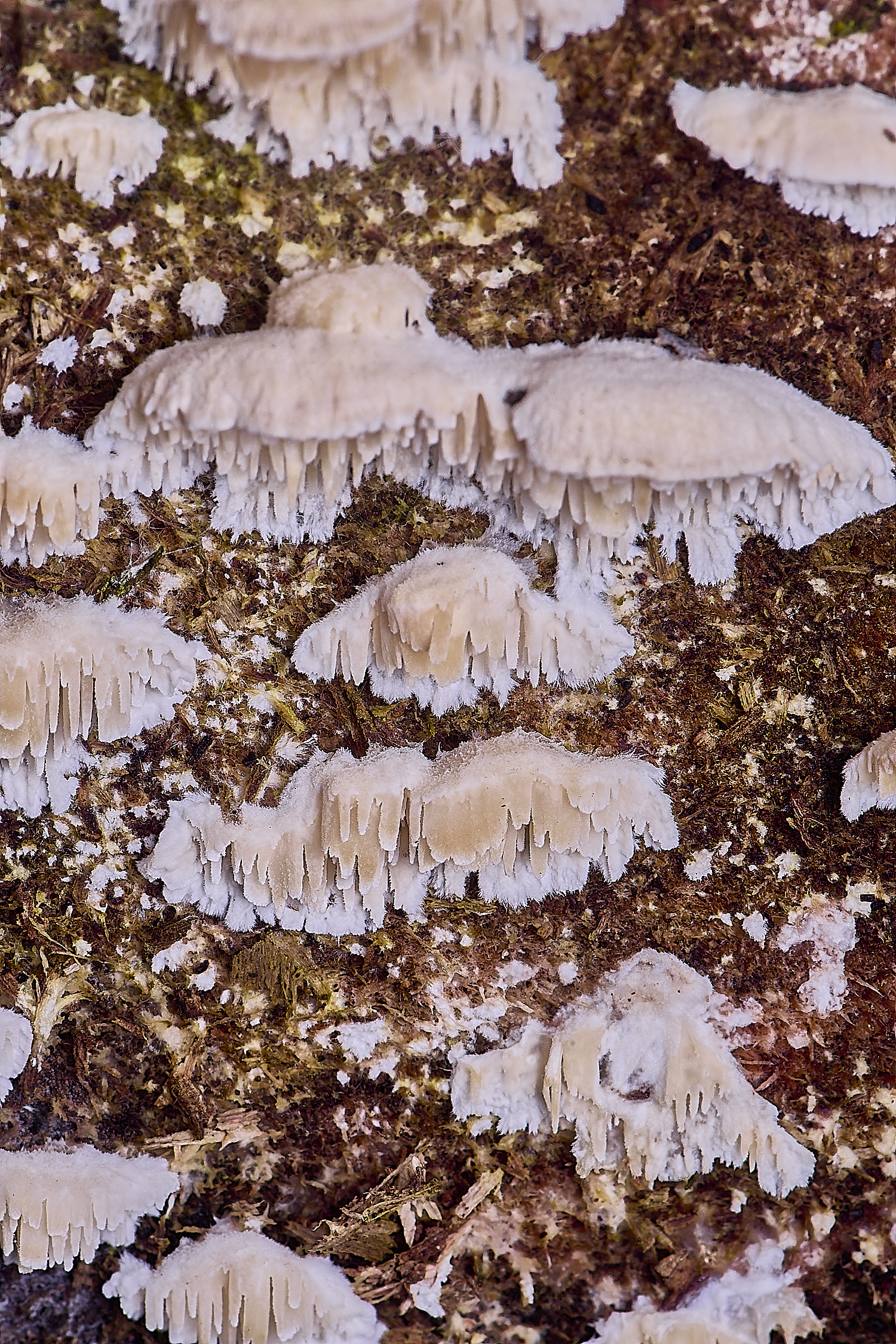 SweetBriarMarshFungus110325-8