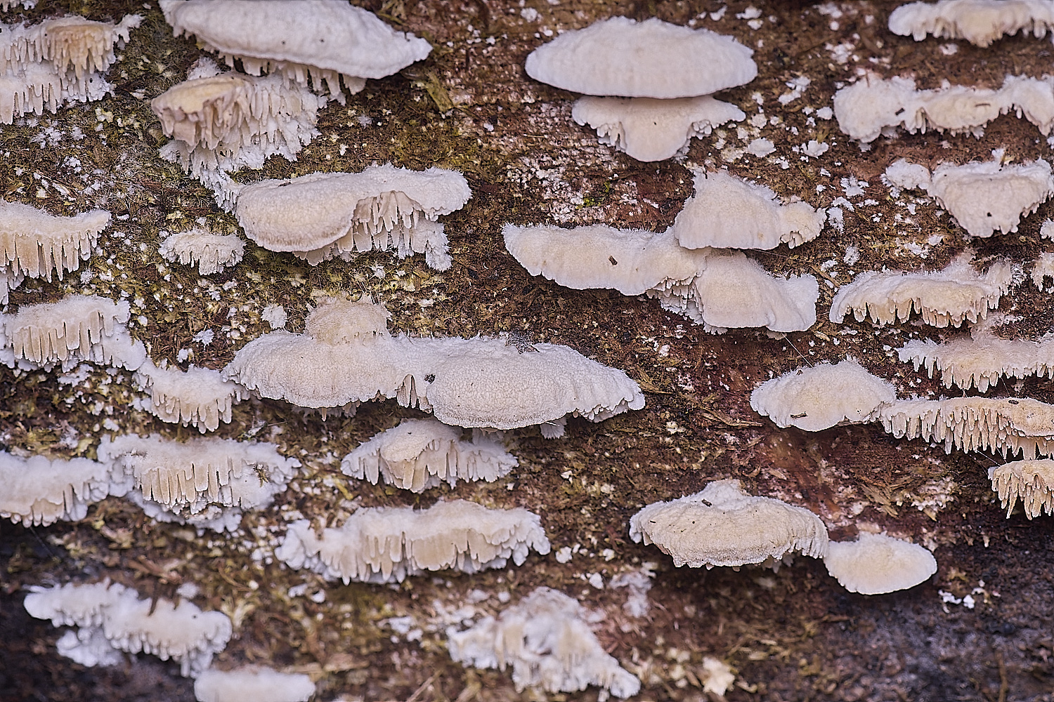 SweetBriarMarshFungus110325-9