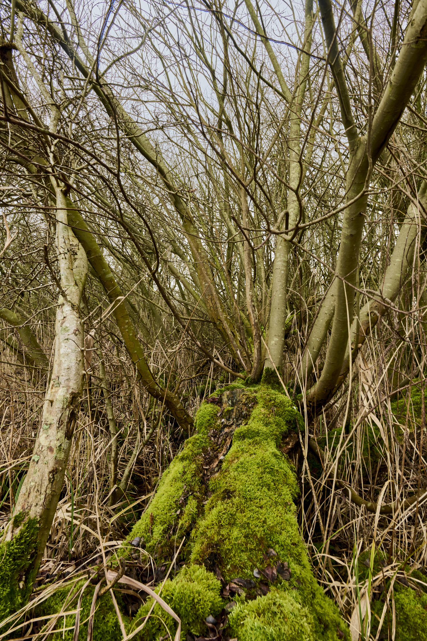 ThelnethamFen090225-1