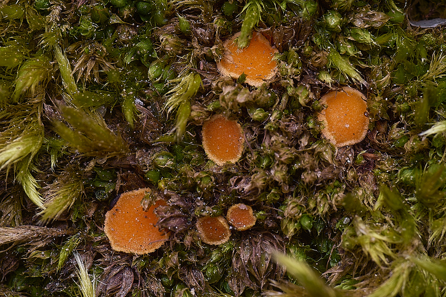 TuttingtonFungus190225-1