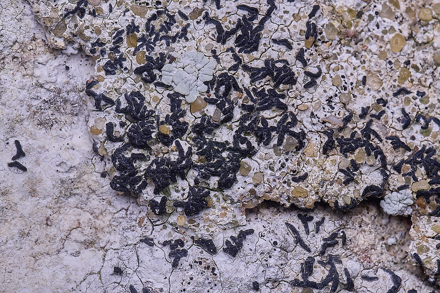 TuttingtonLichen10190225-1