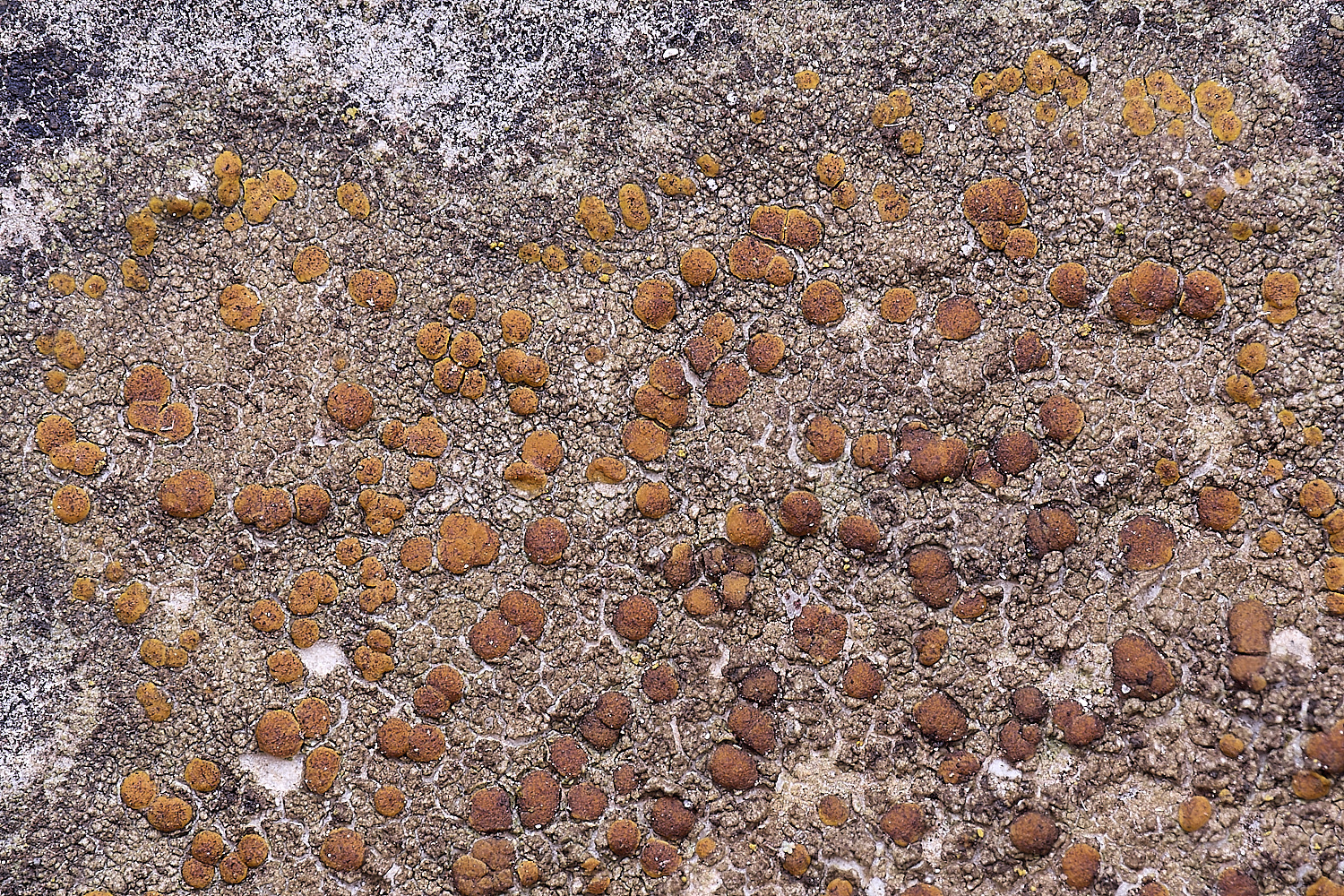 TuttingtonLichen11190225-1