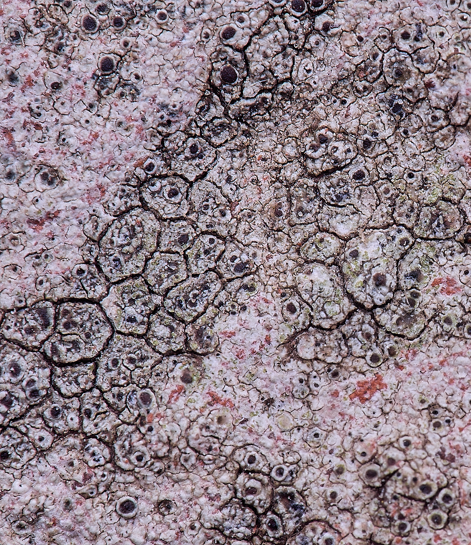TuttingtonLichen1190225-1
