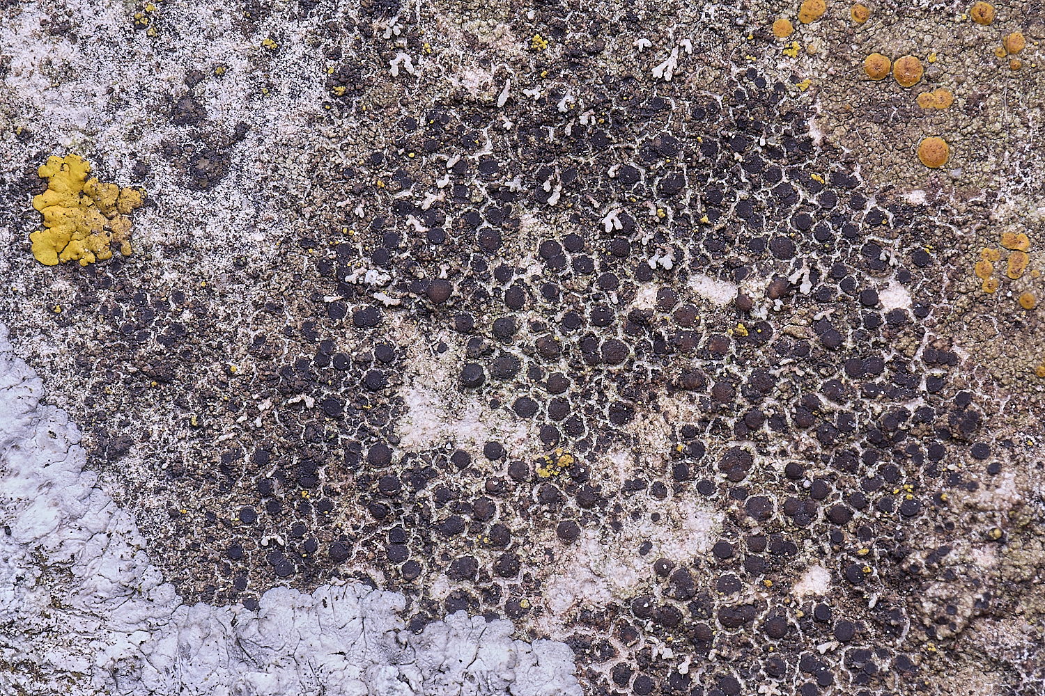 TuttingtonLichen12190225-1