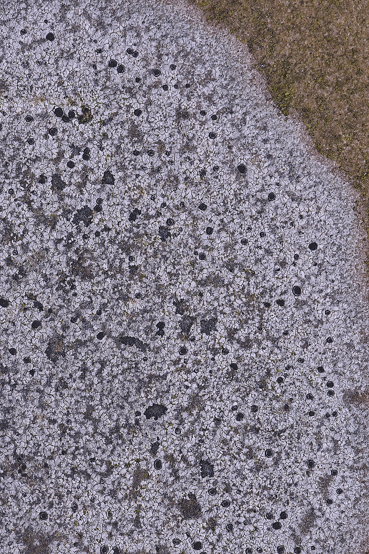 TuttingtonLichen13190225-1