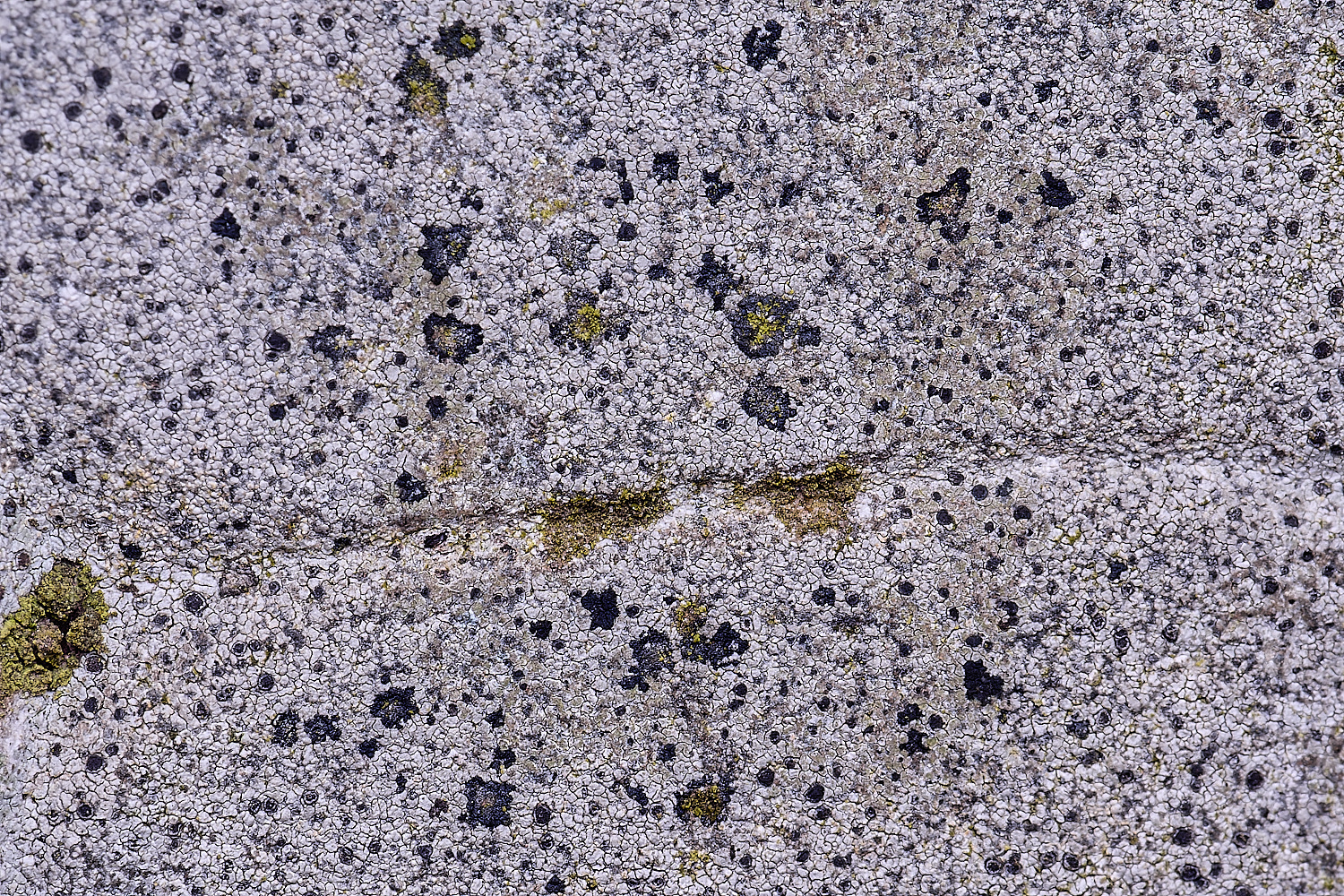 TuttingtonLichen13190225-2