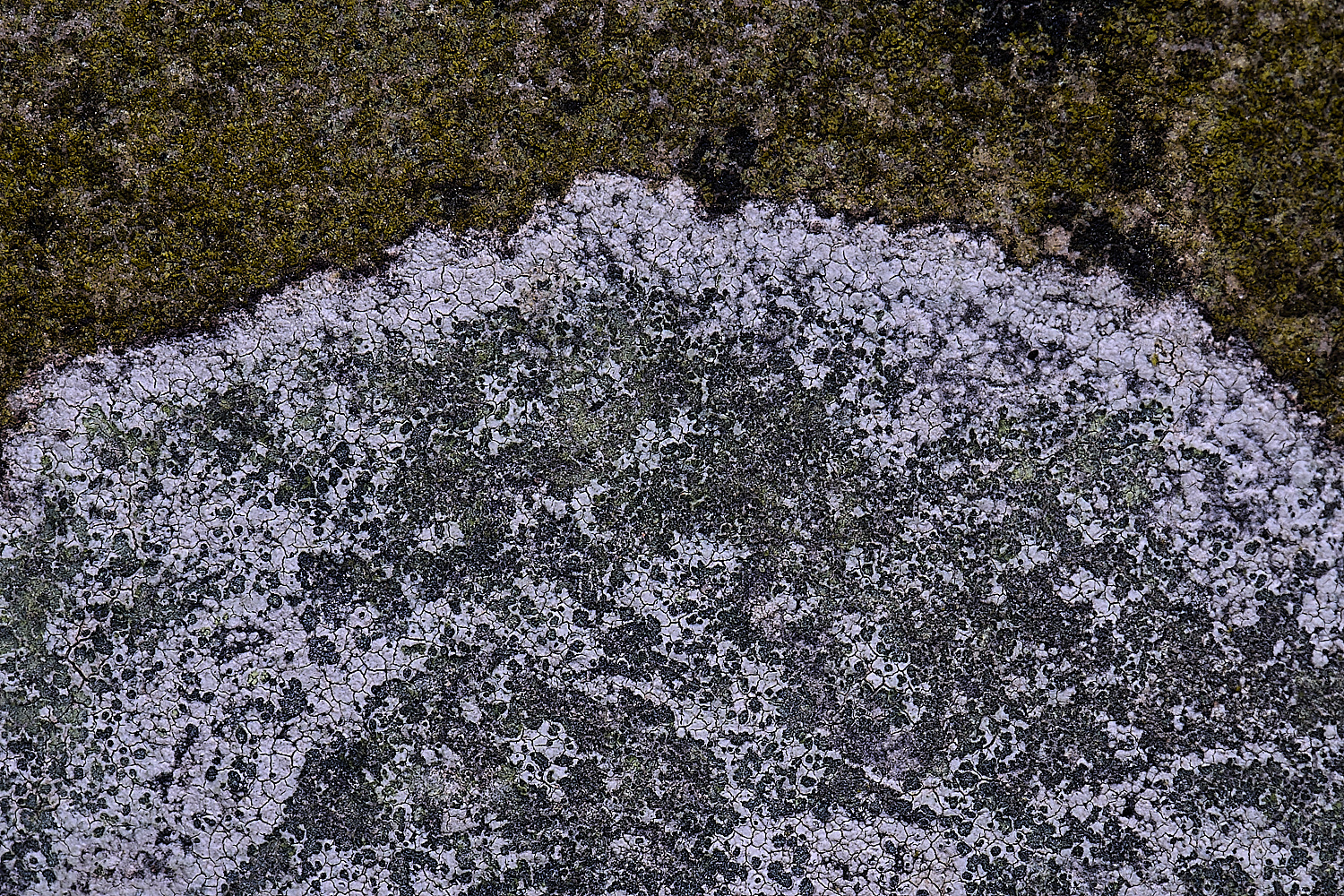 TuttingtonLichen14190225-1