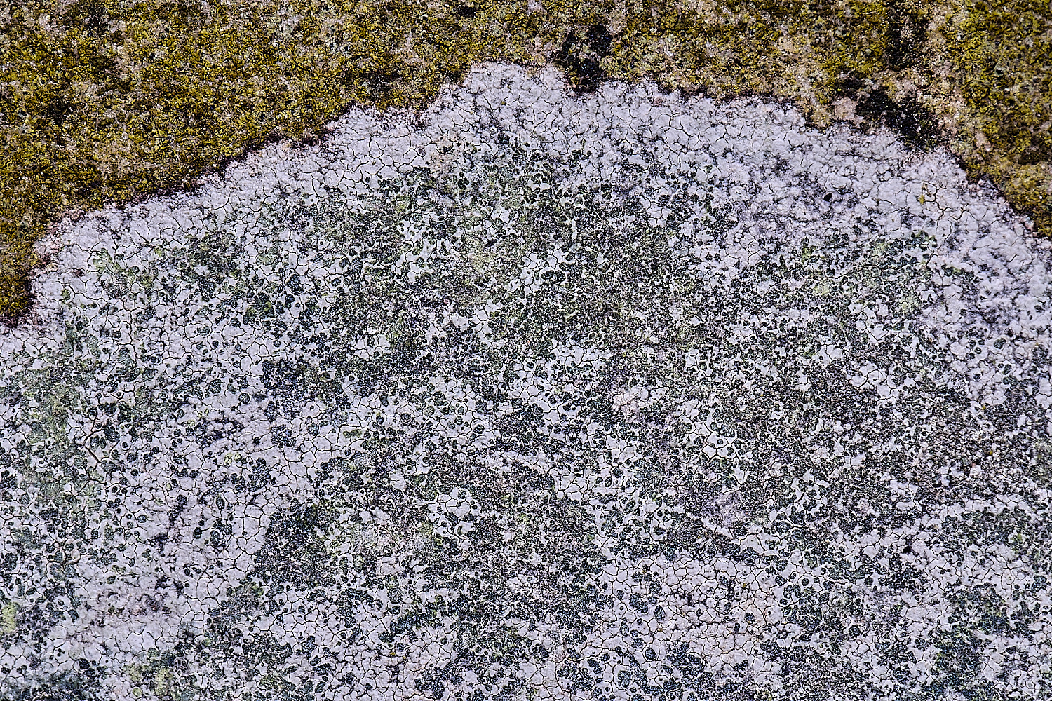 TuttingtonLichen14190225-2