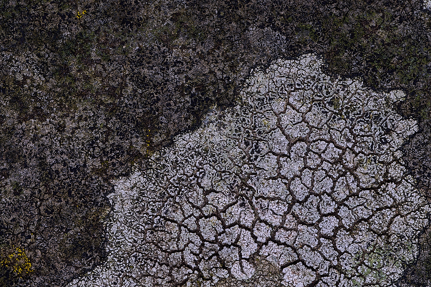 TuttingtonLichen15190225-1