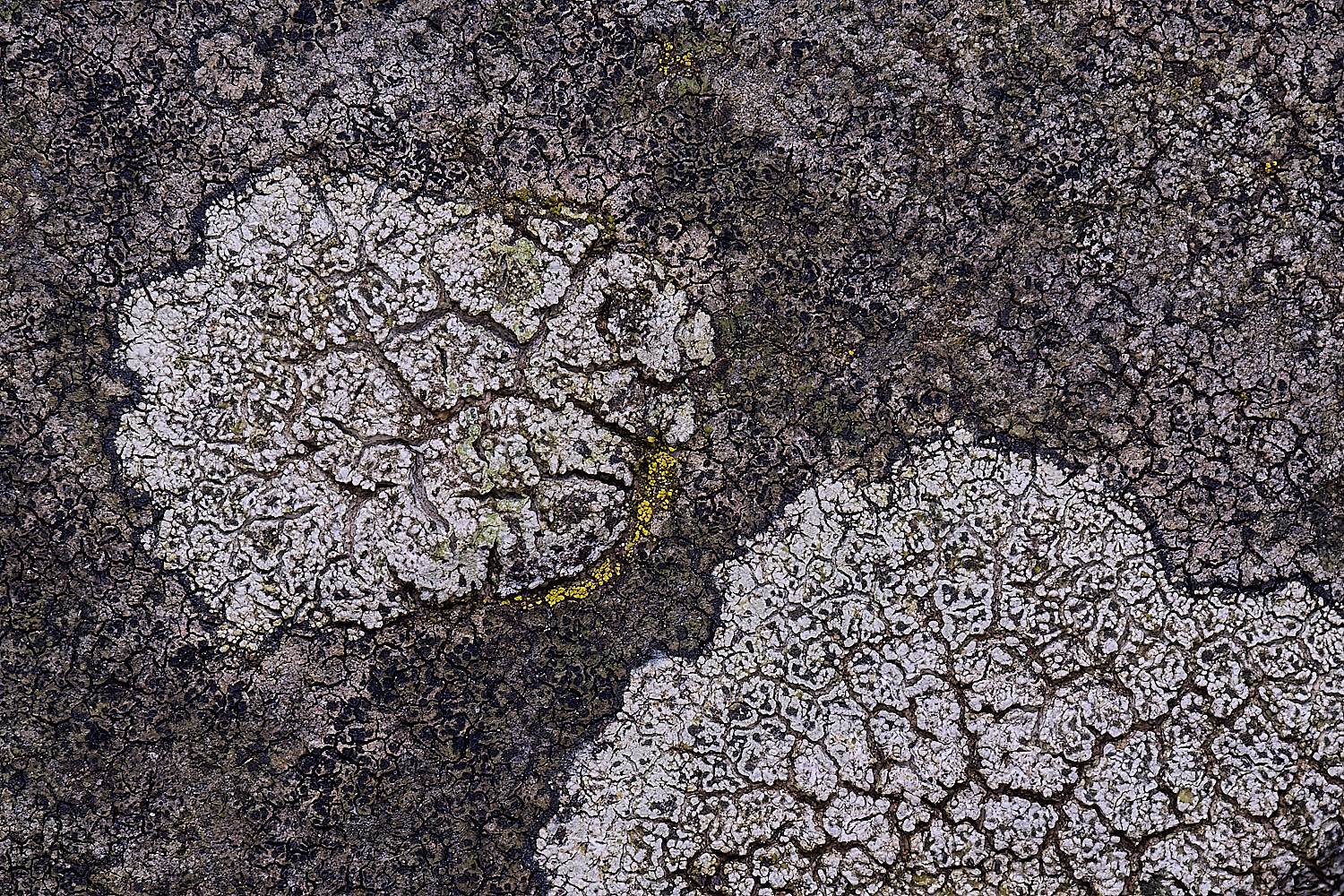 TuttingtonLichen15190225-2