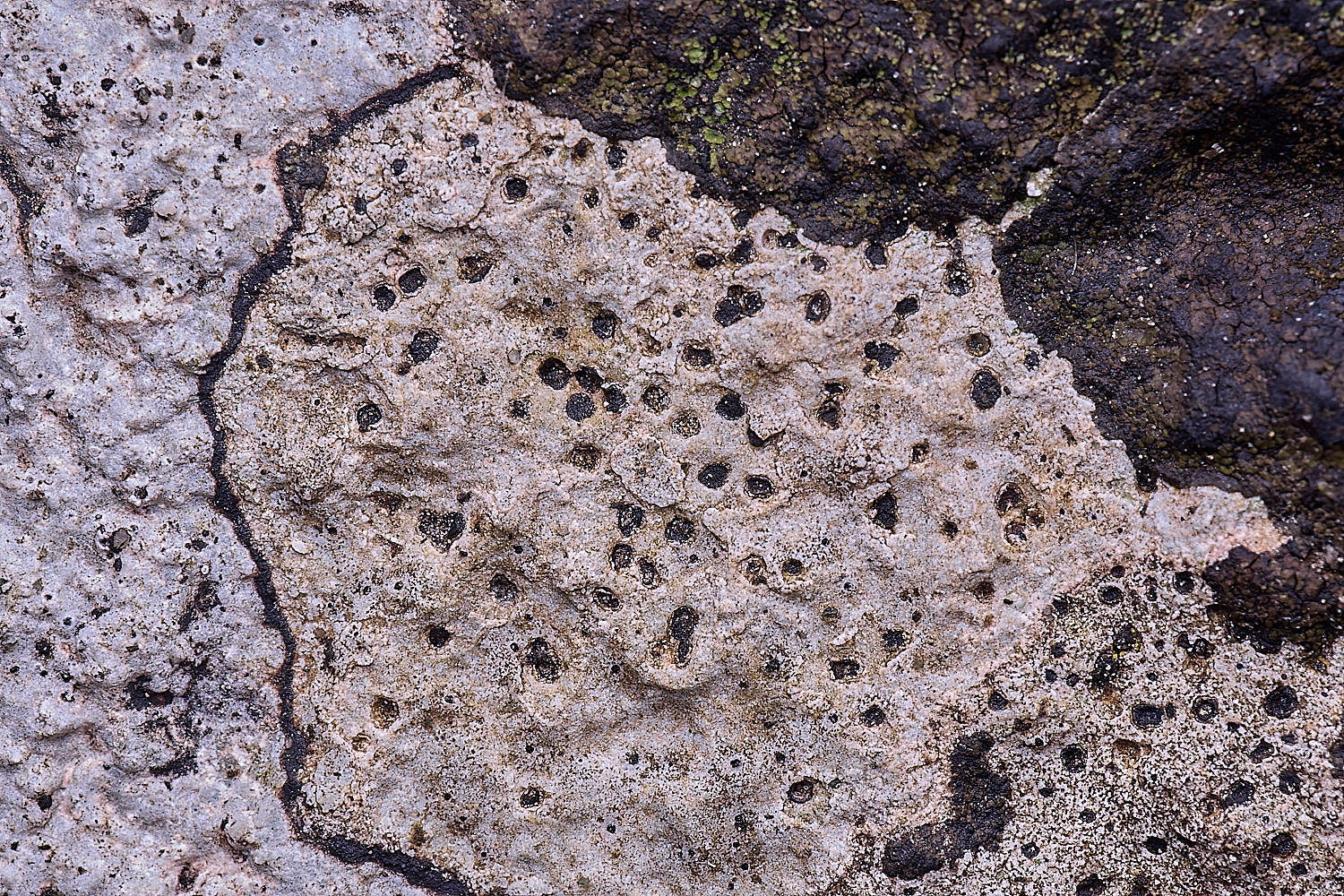 TuttingtonLichen16190225-1