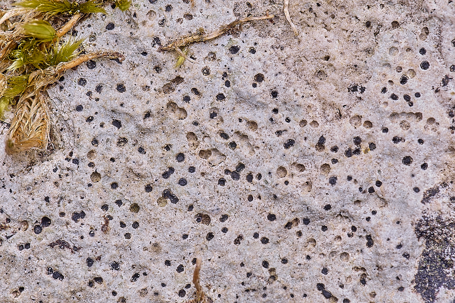 TuttingtonLichen17190225-1