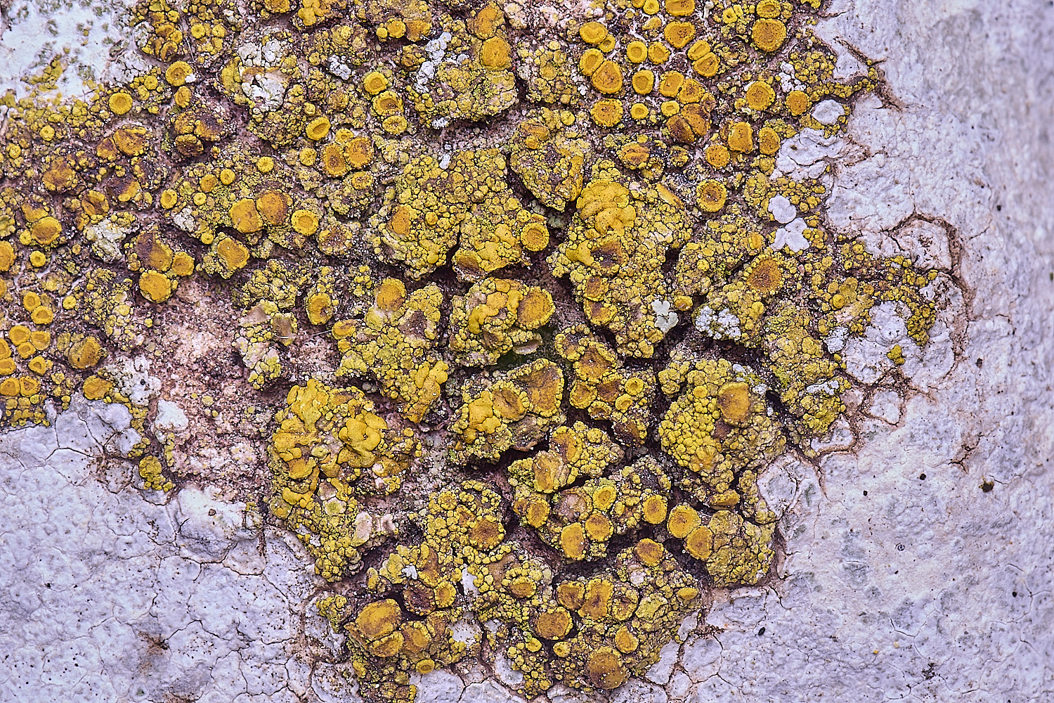 TuttingtonLichen18190225-1
