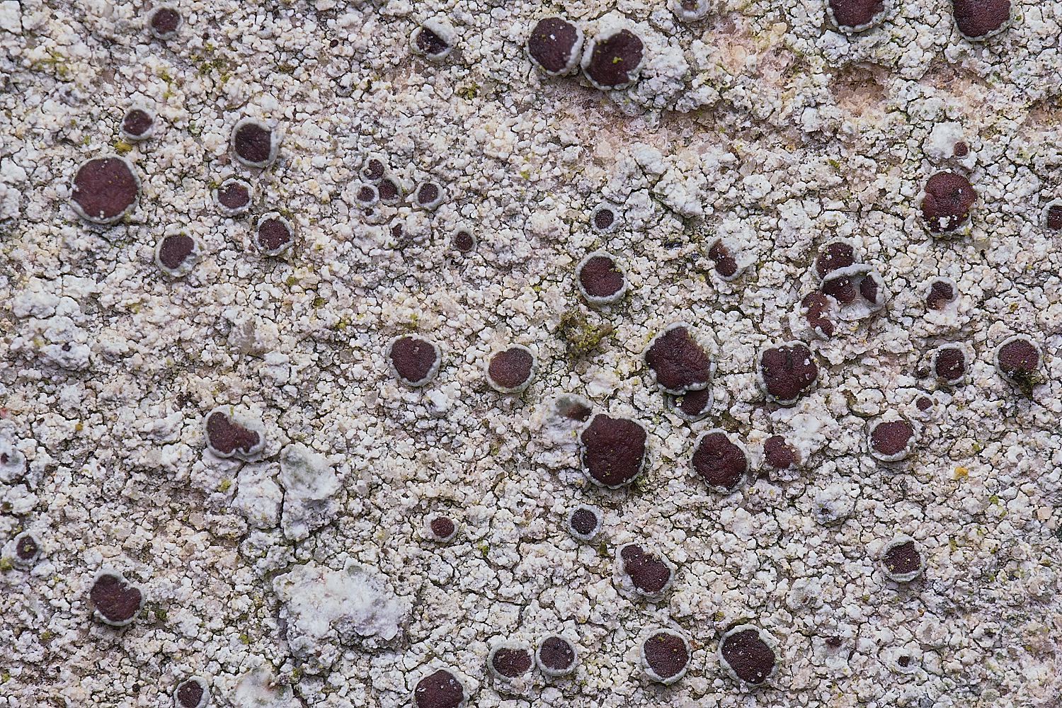 TuttingtonLichen19190225-1