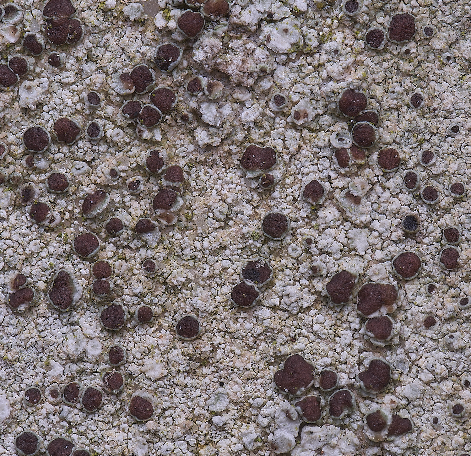 TuttingtonLichen19190225-2