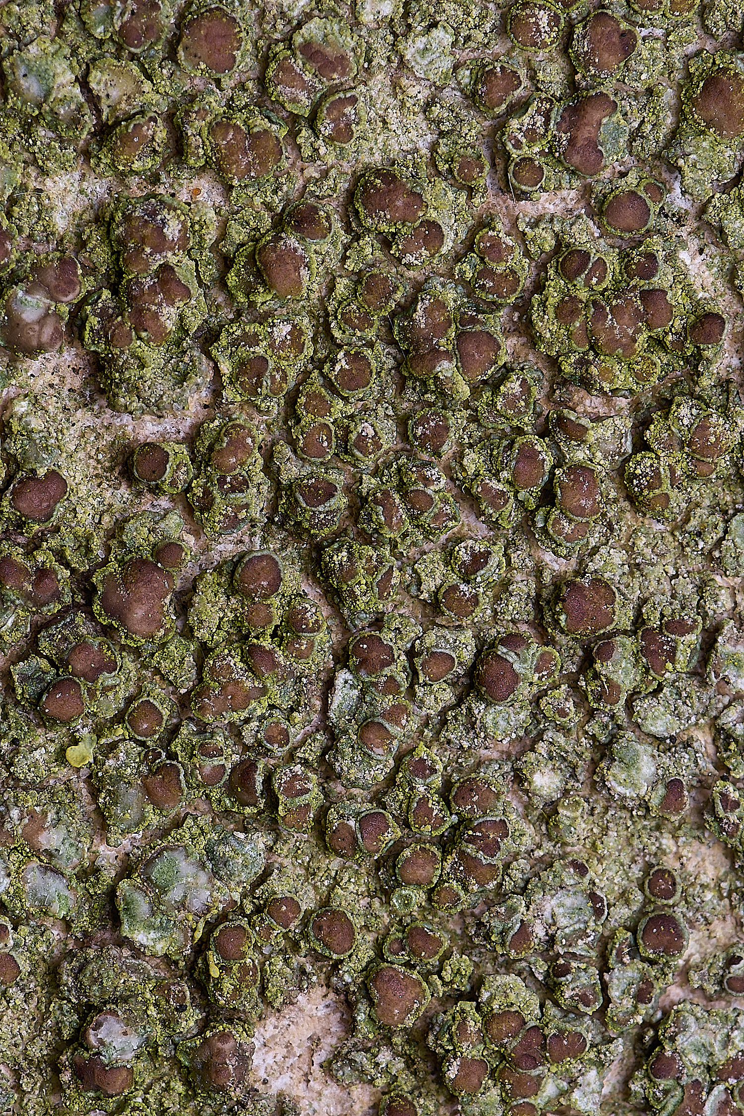 TuttingtonLichen20190225-1