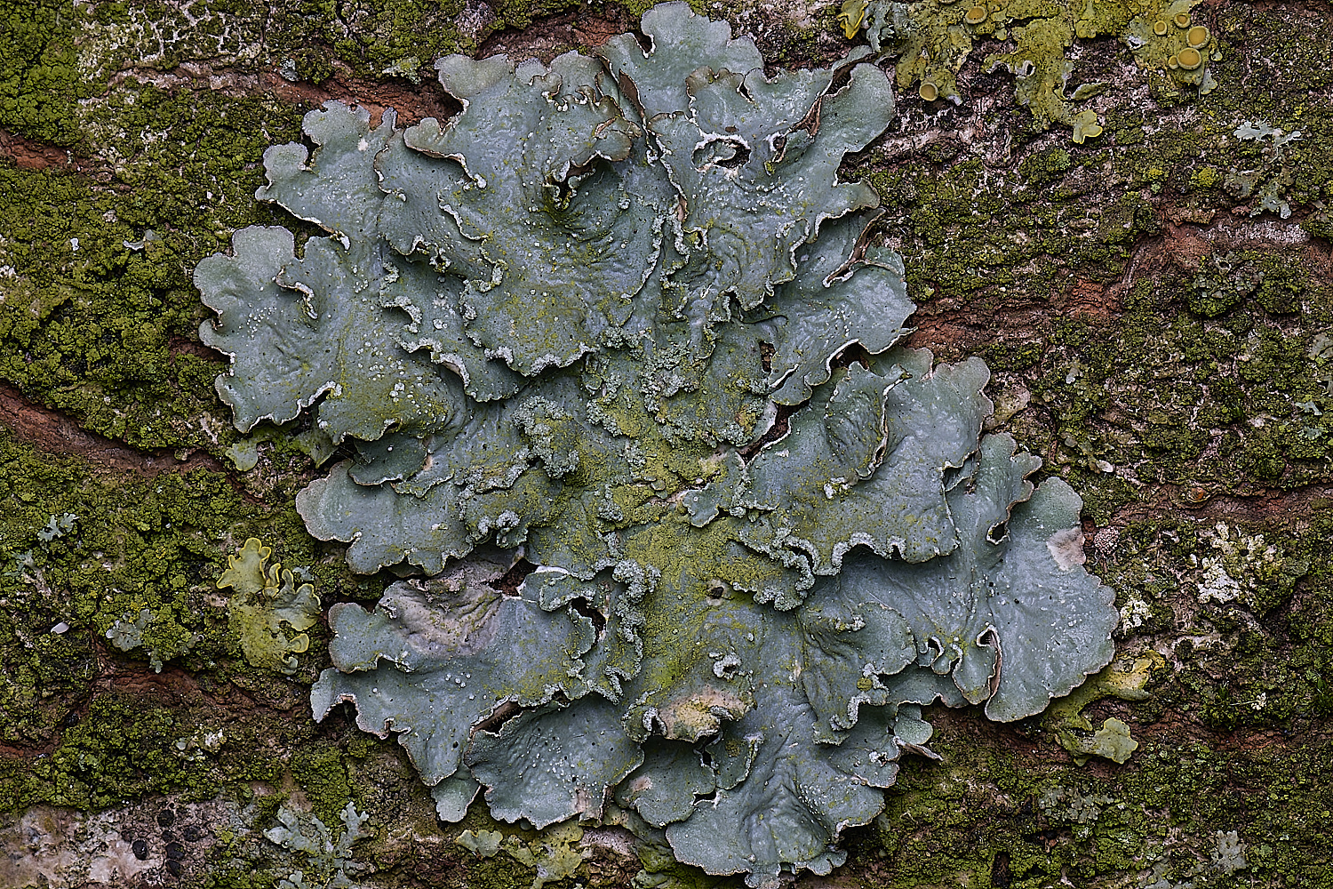 TuttingtonLichen21190225-1
