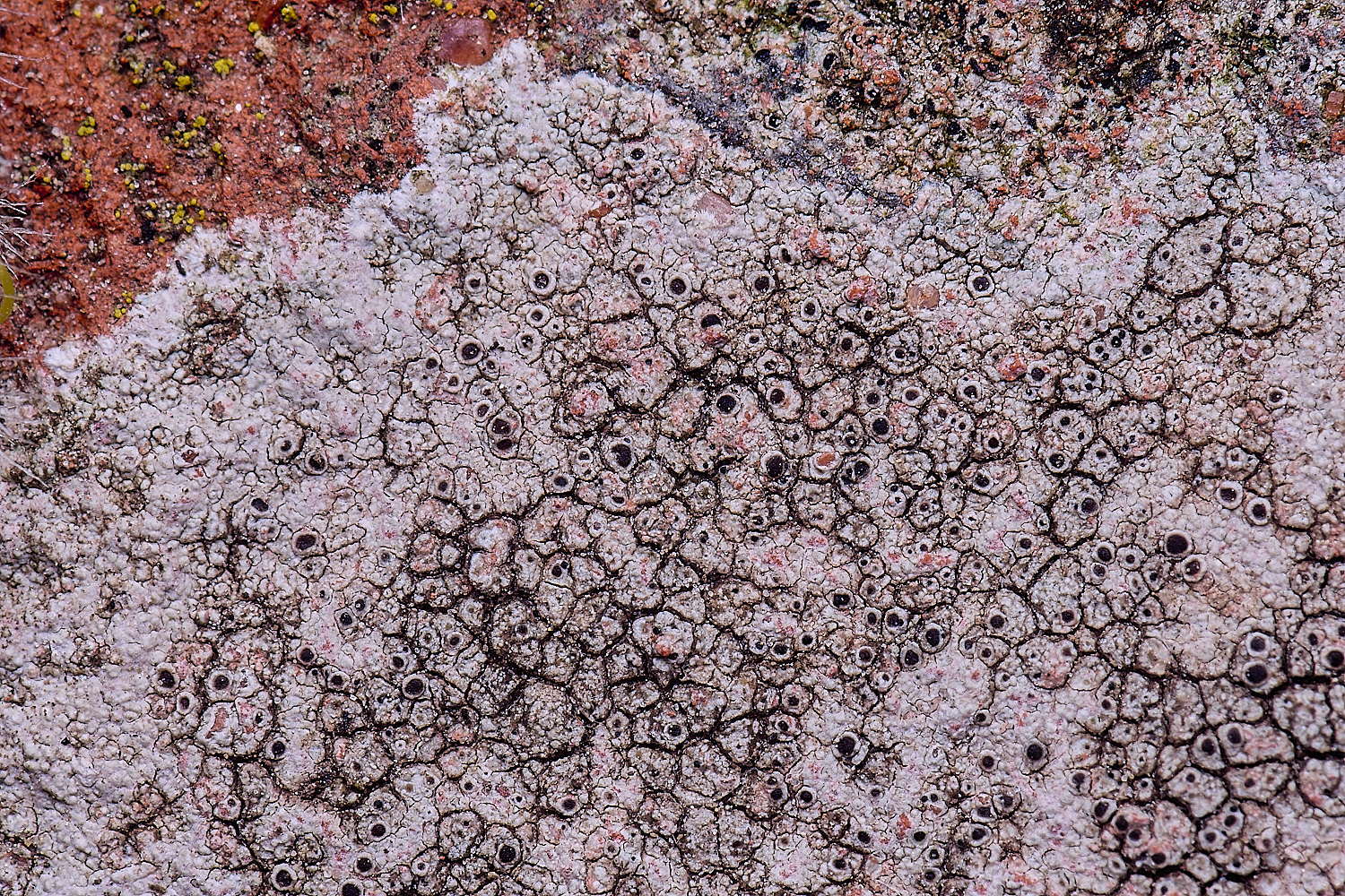 TuttingtonLichen2190225-1