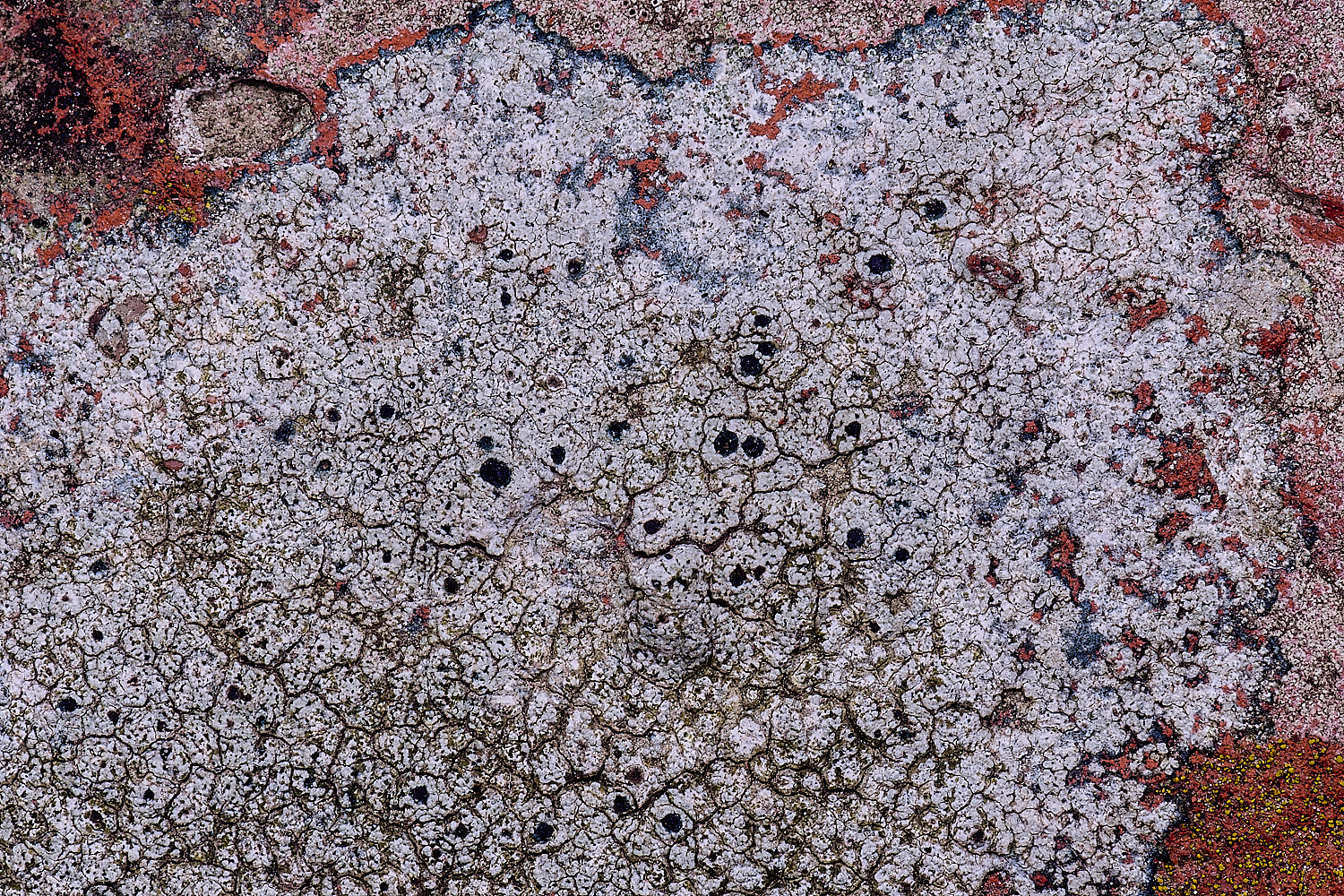 TuttingtonLichen2190225-2