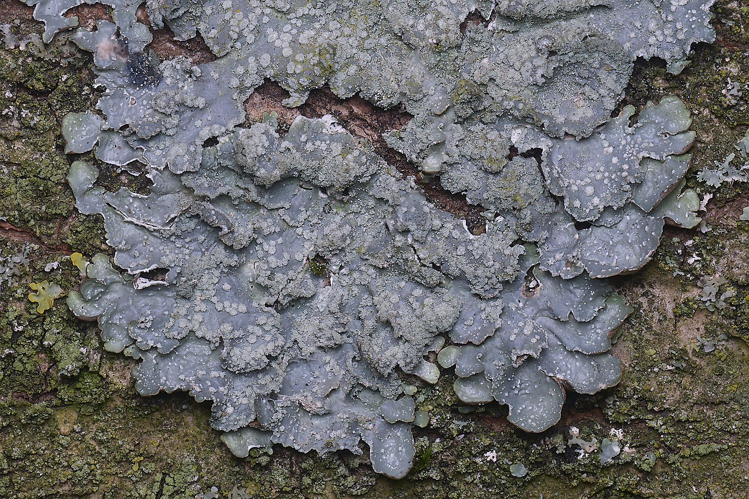 TuttingtonLichen22190225-1