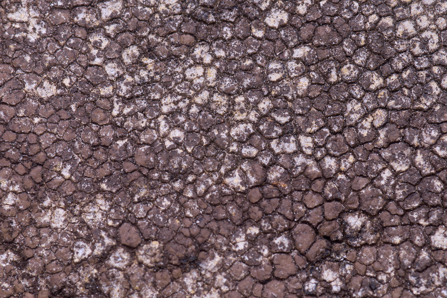 TuttingtonLichen23190225-1