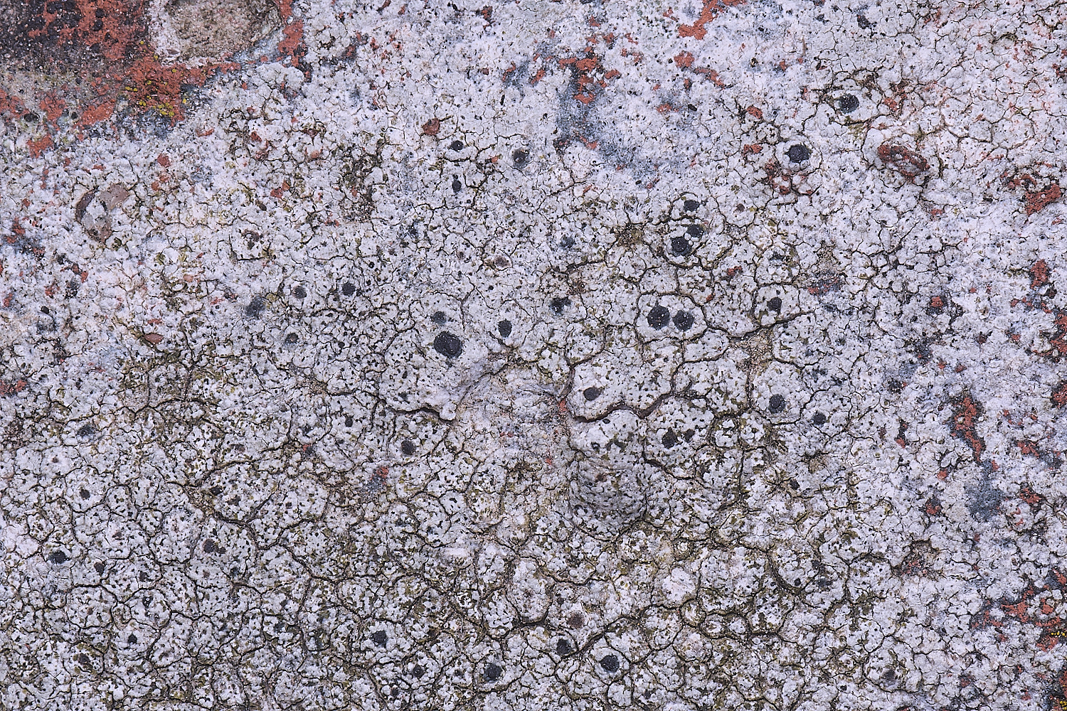 TuttingtonLichen3190225-3