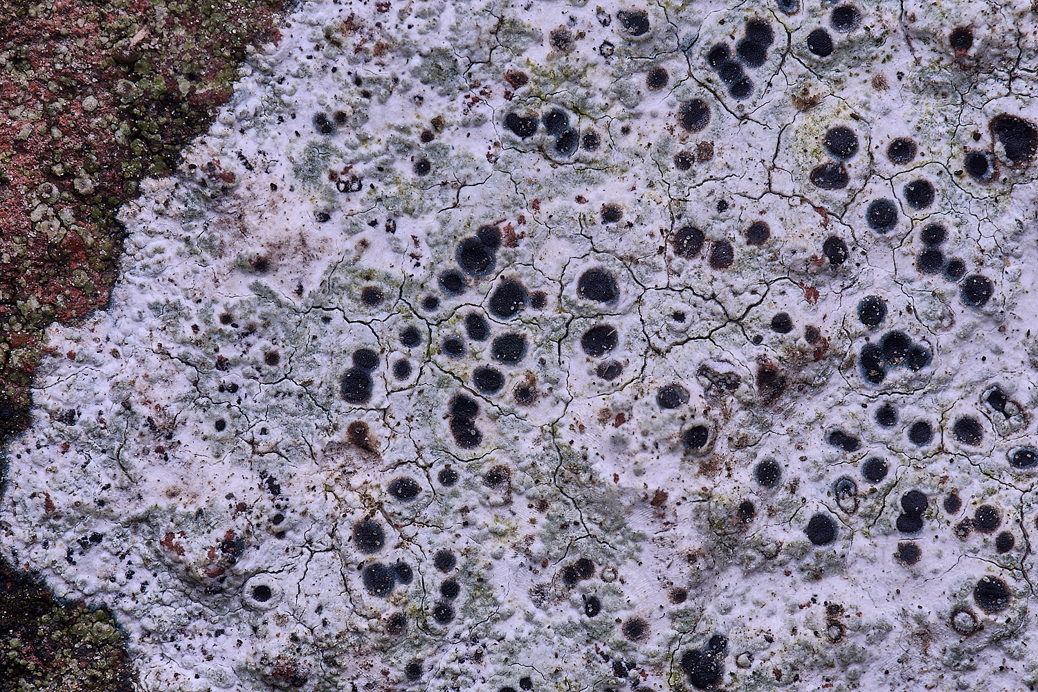 TuttingtonLichen4190225-1