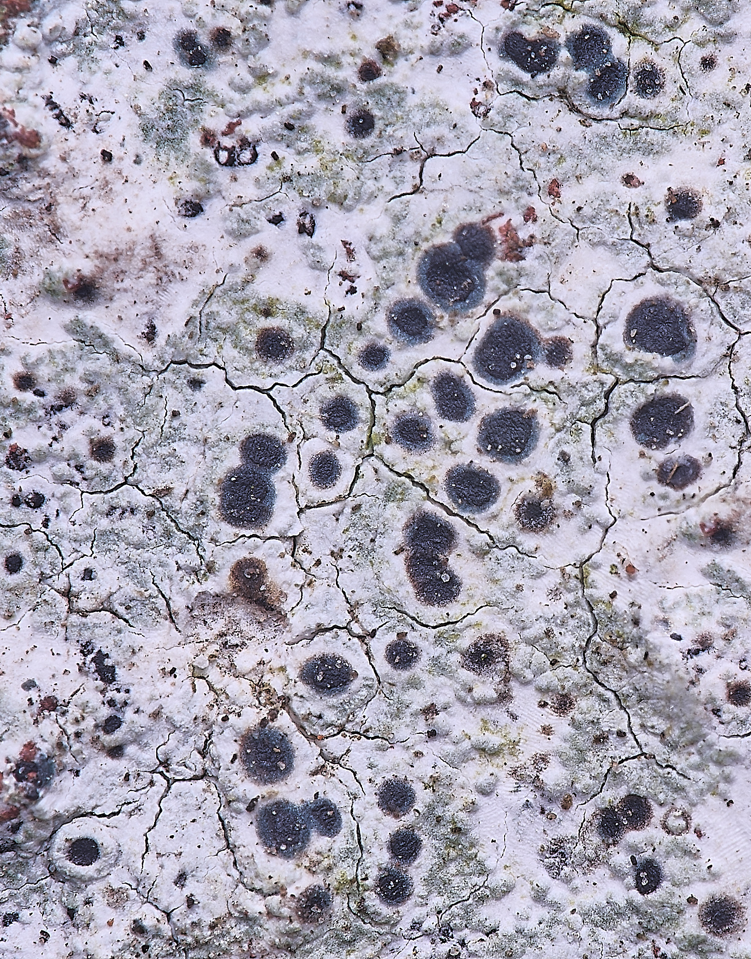 TuttingtonLichen4190225-2
