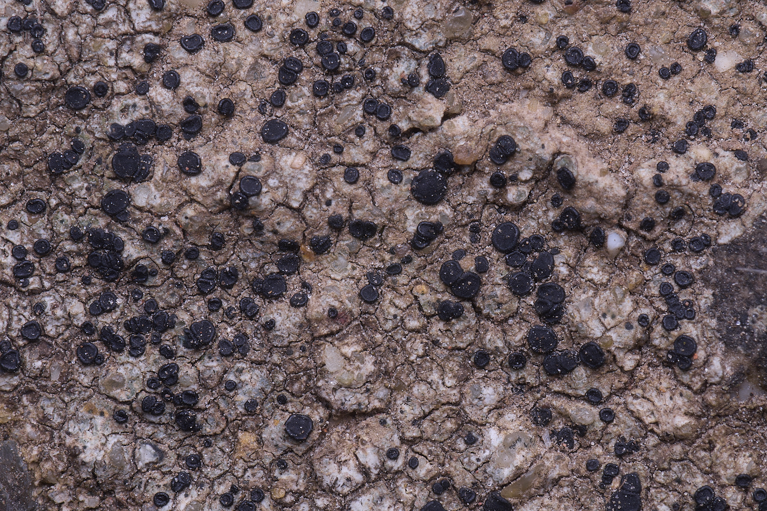 TuttingtonLichen5190225-1