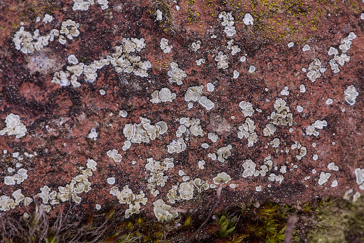 TuttingtonLichen6190225-1