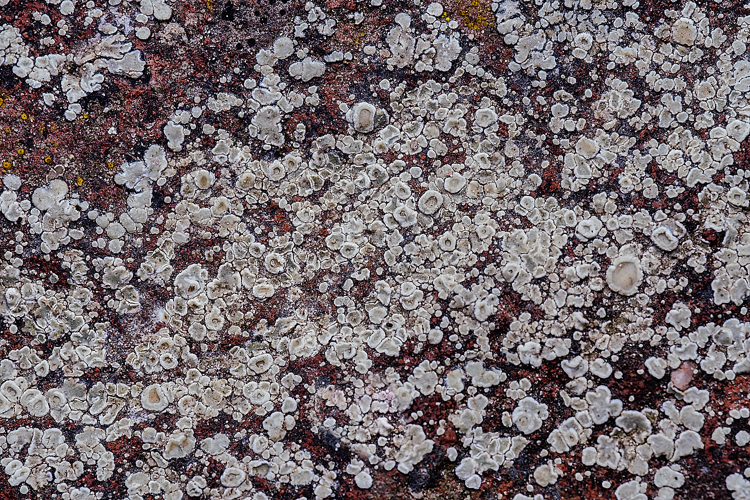 TuttingtonLichen6190225-2