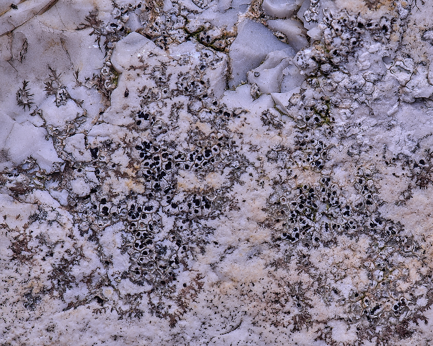 TuttingtonLichen7190225-1