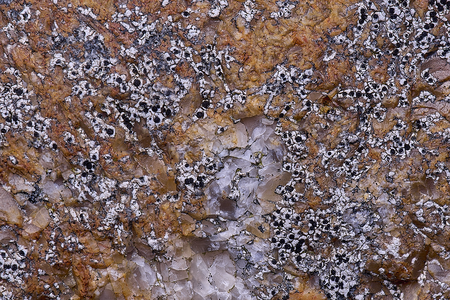 TuttingtonLichen7190225-2