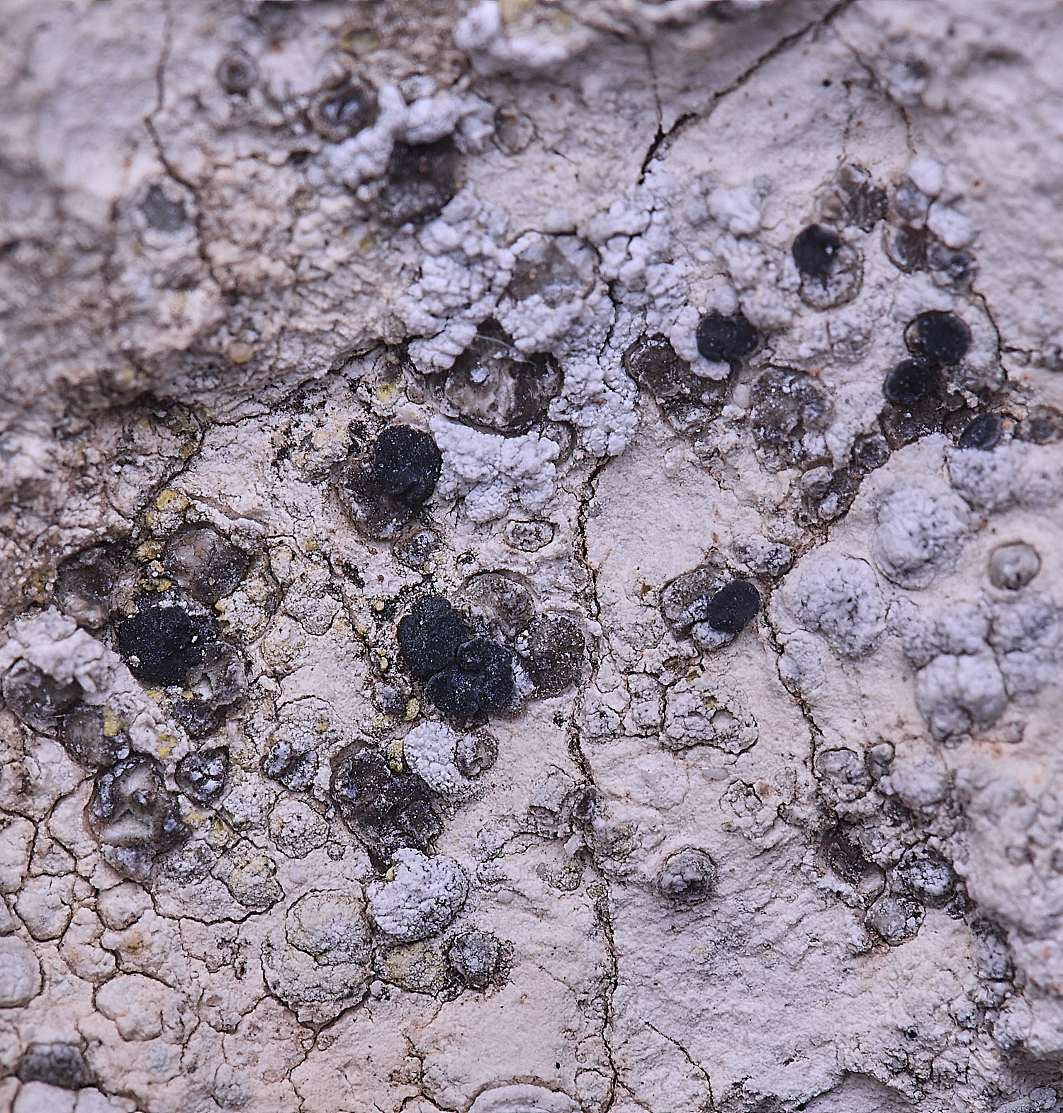 TuttingtonLichen8190225-1