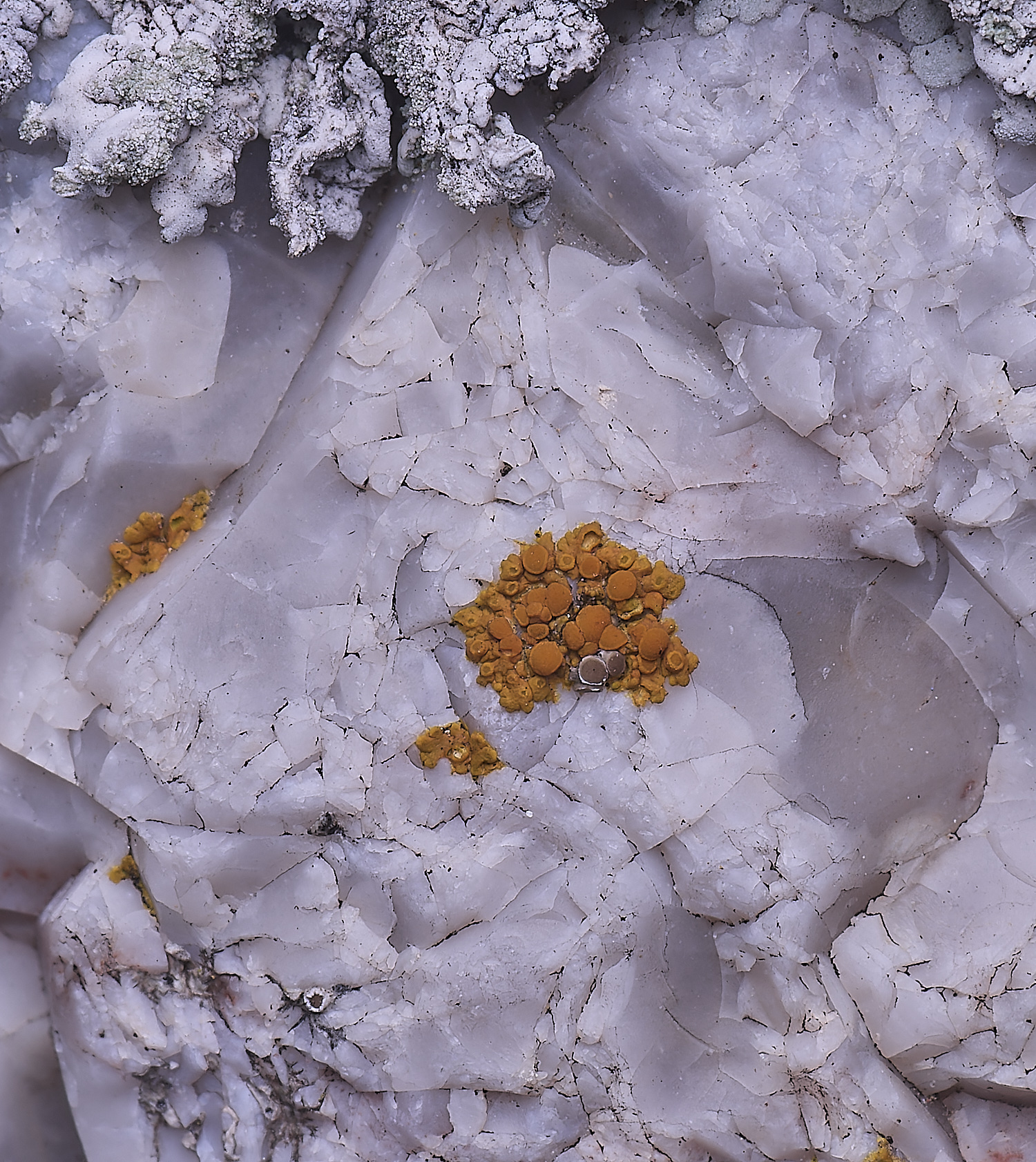 TuttingtonLichen9190225-1