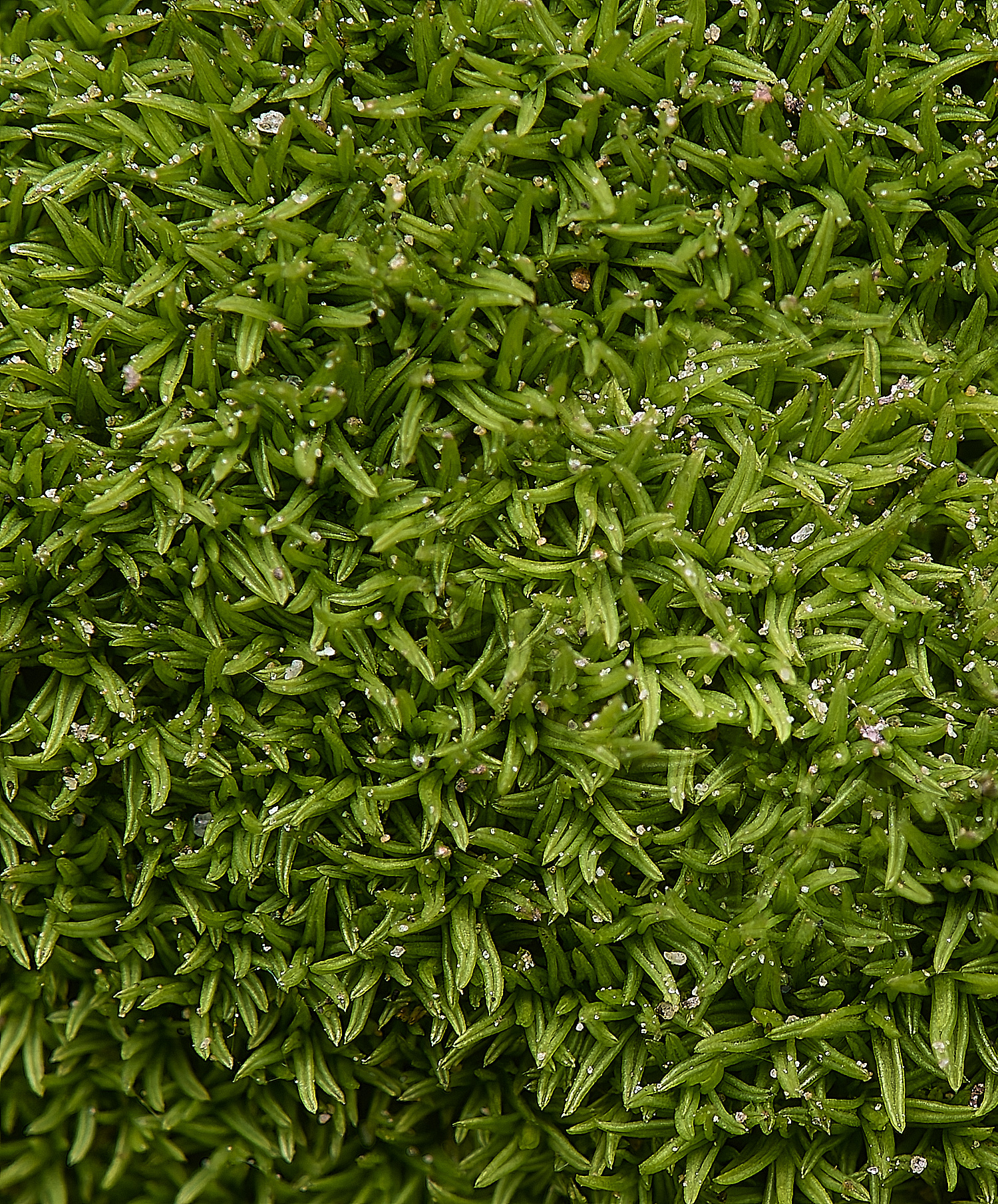 TuttingtonMoss190225-1